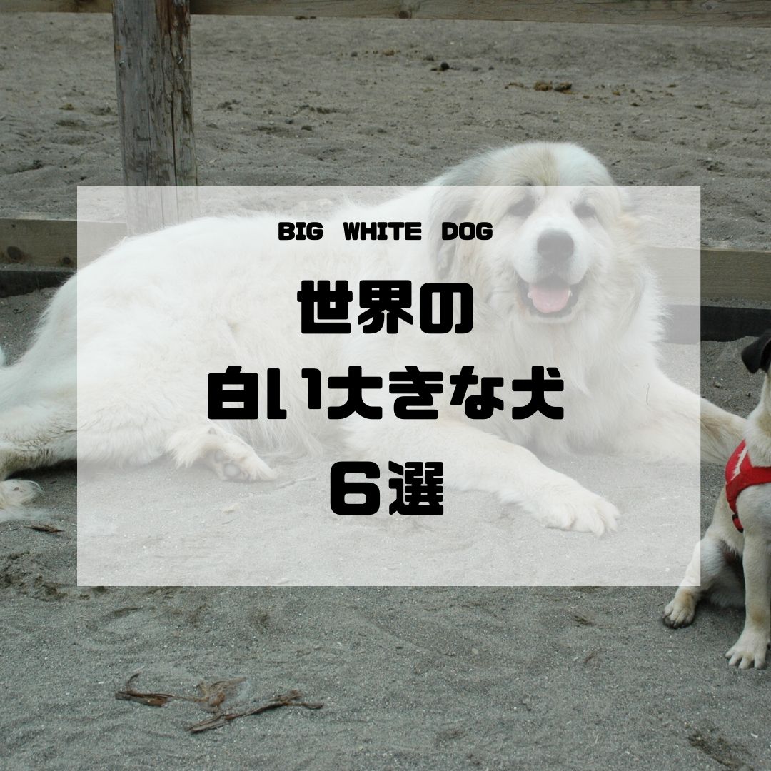 健全 マウント 散らす 白い 大型 犬 種類 Pravo Spb Net