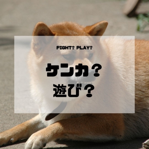 ケンカと遊びの間 犬と猫と植物と